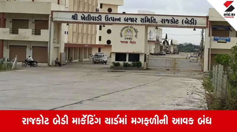 Rajkot: બેડી માર્કેટિંગ યાર્ડમાં કમોસમી વરસાદને પગલે મગફળી સહિત ત્રણ જણસીની આવક બંધ
