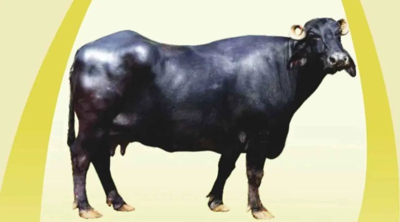 દૂધથી ધન કમાવો! ખેડૂતોની પ્રિય આ ભેંસોની જાતિઓ વિશે જાણો, દરરોજ આટલા લિટર દૂધ આપે છે