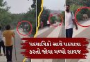 પાલિતાણાના શેત્રુંજી પર્વત પર પદયાત્રિકો સાથે પદયાત્રા કરતો જોવા મળ્યો સાવજ, જુઓ Video