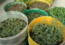 Plant In Pot : શિયાળામાં કિચન ગાર્ડનમાં ઉગાડો ચણાનો છોડ,જાણો સંપૂર્ણ પદ્ધતિ