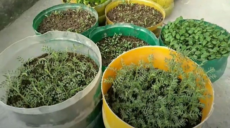 Plant In Pot : શિયાળામાં કિચન ગાર્ડનમાં ઉગાડો ચણાનો છોડ,જાણો સંપૂર્ણ પદ્ધતિ
