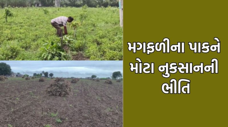 માવઠાની આગાહીથી ચિંતામાં મુકાયા સૌરાષ્ટ્રના ખેડૂતો, મગફળીનો પાક લેવા સમયે જ વરસાદના એંધાણથી મોટા નુકસાનની ભીતિ- Video