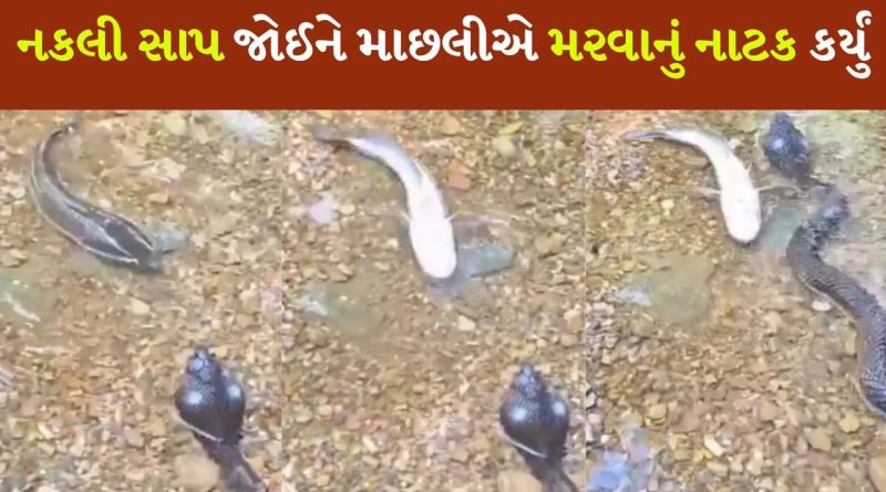 Funny Viral Video : નકલી સાપ જોઈને માછલીએ મરવાનું નાટક કર્યું, લોકોએ કહ્યું – તેને હમણાં જ ઓસ્કાર આપો