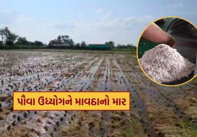 દક્ષિણ ગુજરાતમાં માવઠાનો કહેર, ડાંગર બગડતા પૌવા ઉદ્યોગને સીધી અસર, જુઓ Video