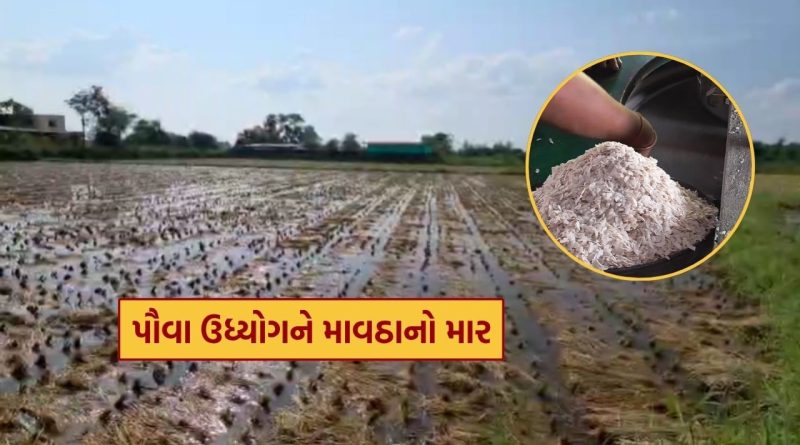 દક્ષિણ ગુજરાતમાં માવઠાનો કહેર, ડાંગર બગડતા પૌવા ઉદ્યોગને સીધી અસર, જુઓ Video