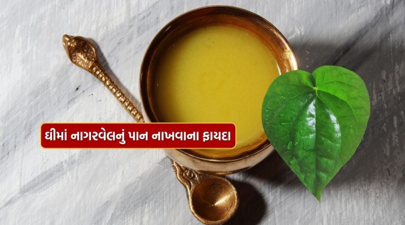 Ghee Shelf Life Tips : ઘી બનાવતી વખતે નાગરવેલનું પાન ઉમેરવાના ફાયદા તમે નહીં જાણતા હોવ