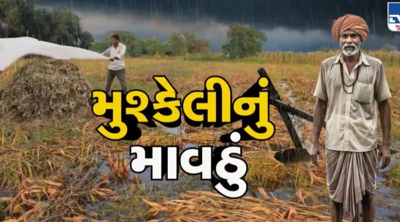 માવઠાને કારણે બોટાદમાં મગફળી, કપાસ, એરંડા સહિતના પાકને વ્યાપક નુકસાન, ખેડૂત પાસે શિયાળુ પાક લેવાના પણ પૈસા નથી- સાંભળો તાતની વેદના-Video