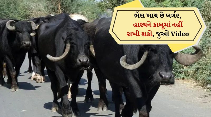 આ ભેંસ તો મોર્ડન છે ! ઘાસચારો નહીં પણ તેને જોઈએ છે બર્ગર, રેસિપી જોઈને માથું પકડી લેશો, જુઓ Video