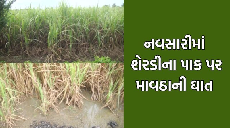 દક્ષિણ ગુજરાતમાં માવઠાએ વેર્યો વિનાશ, નવસારીમાં શેરડીના પાકને થયુ વ્યાપક નુકસાન- Video