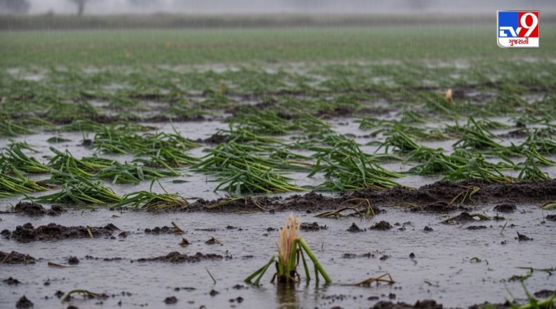 Navsari : નવસારીમાં માવઠાથી કૃષિ-પાકોમાં મોટુ નુકસાન ! ખેતીવાડી વિભાગે હાથ ધર્યો સર્વે, જુઓ Video