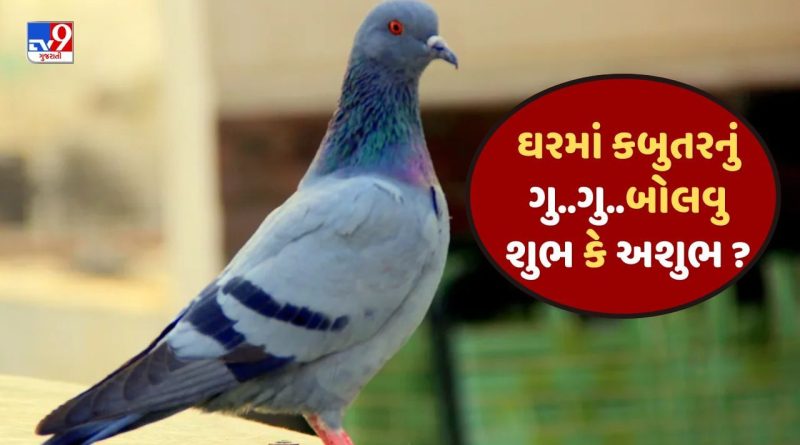 Pigeon Sound Sign: કબુતરમાં ઘરમાં આવીને મોટે મોટેથી અવાજ કરવુ કઇ વાતનો સંકેત છે ? જાણો શુભ છે કે અશુભ