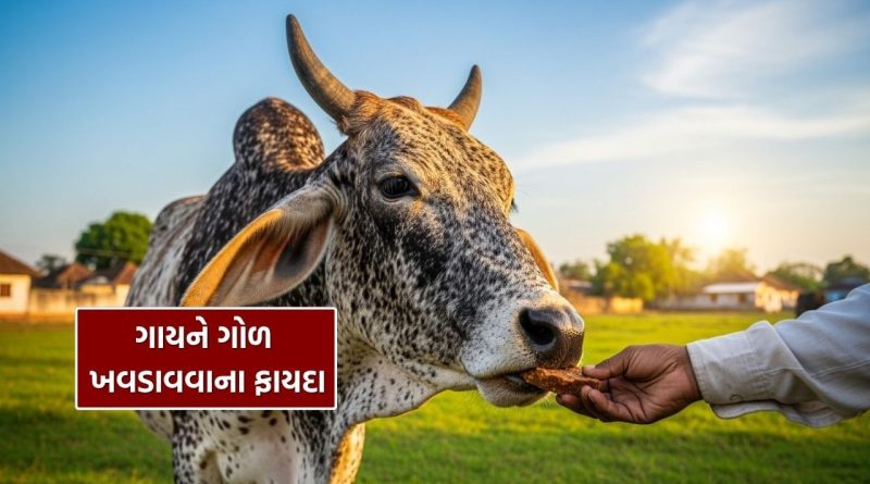 ગુરુવારે ગાયને ગોળ ખવડાવવાથી શું લાભ થાય છે ? જાણી લો
