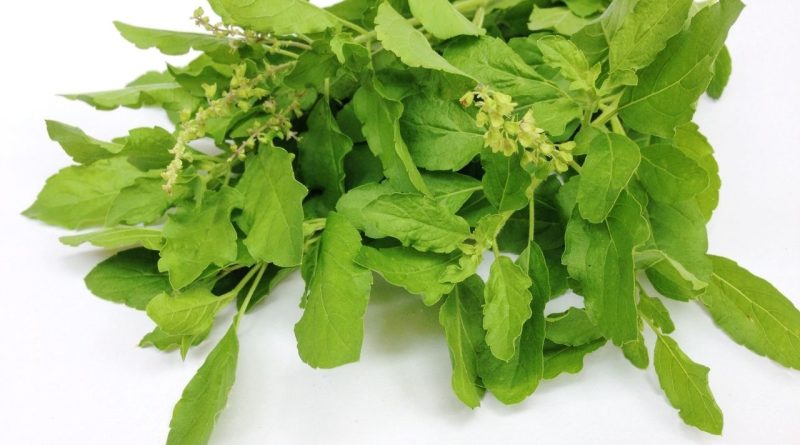Tulsi Farming : તુલસી માત્ર સ્વાસ્થ્ય માટે જ નહીં, મોટી કમાણી પણ કરાવશે..