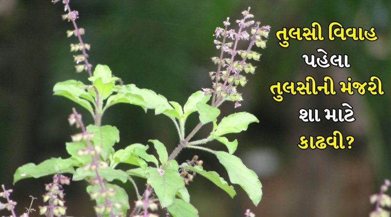 Tulsi Vivah 2025: તુલસી વિવાહ પહેલા તુલસીની મંજરી કાઢી નાખો, જાણો શા માટે તમારે આ કરવું જોઈએ