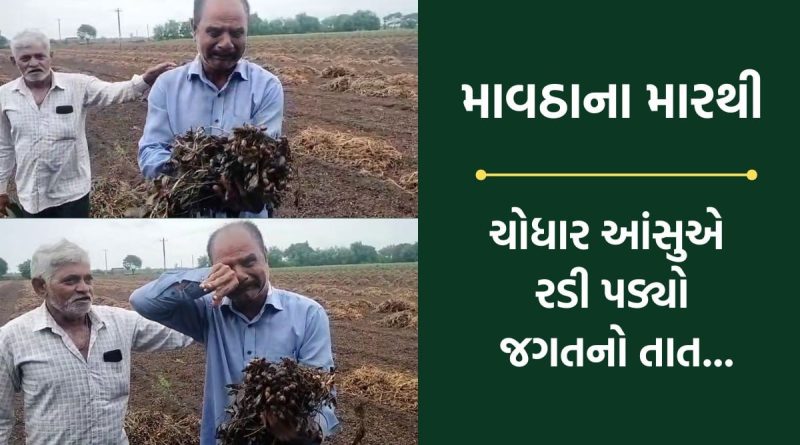 “બાપા અમે મરી ગયા,મારે મજૂરી શેમાંથી દેવી”… માવઠાએ વેરેલા વિનાશથી ચોધાર આંસુએ રડી પડ્યા ખેડૂત- Video