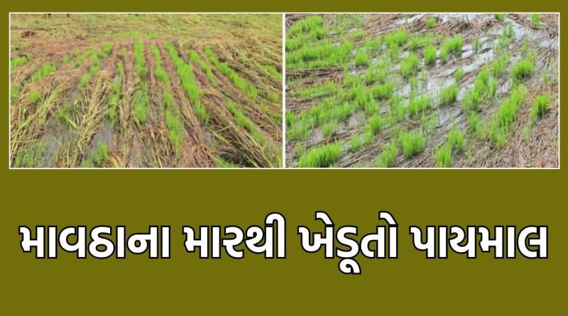 વલસાડમાં માવઠાના મારથી ડાંગરના પાકને વ્યાપક નુકસાન થતા ખેડૂતો પાયમાલ – જુઓ Video