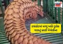 ધનતેરસના દિવસે ગીરના શખ્સને મળ્યું 22 કરોડનું અતિ દુર્લભ પ્રાણી! જાણો પછી શું થયું