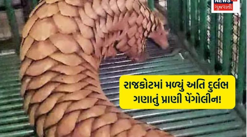 ધનતેરસના દિવસે ગીરના શખ્સને મળ્યું 22 કરોડનું અતિ દુર્લભ પ્રાણી! જાણો પછી શું થયું