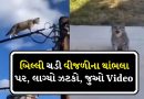 જોર કા ઝટકા હાય જોર સે લગા, બિલ્લી ચડી થાંભલા પર, લાગ્યો કરંટ, ભડકો થયો, જુઓ Video