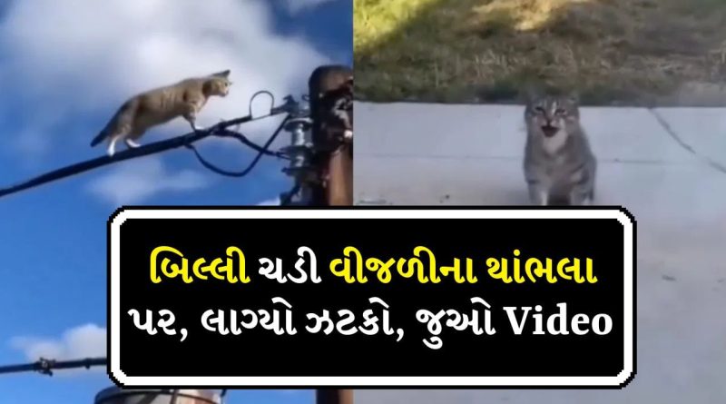 જોર કા ઝટકા હાય જોર સે લગા, બિલ્લી ચડી થાંભલા પર, લાગ્યો કરંટ, ભડકો થયો, જુઓ Video