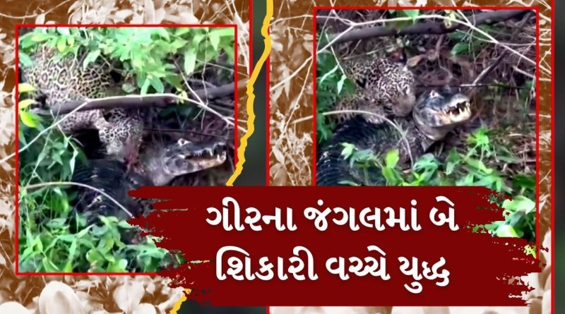 ગીર સોમનાથ: જંગલમાં દીપડા વિરુદ્ધ મગરની લડાઈનો વાયરલ વીડિયો