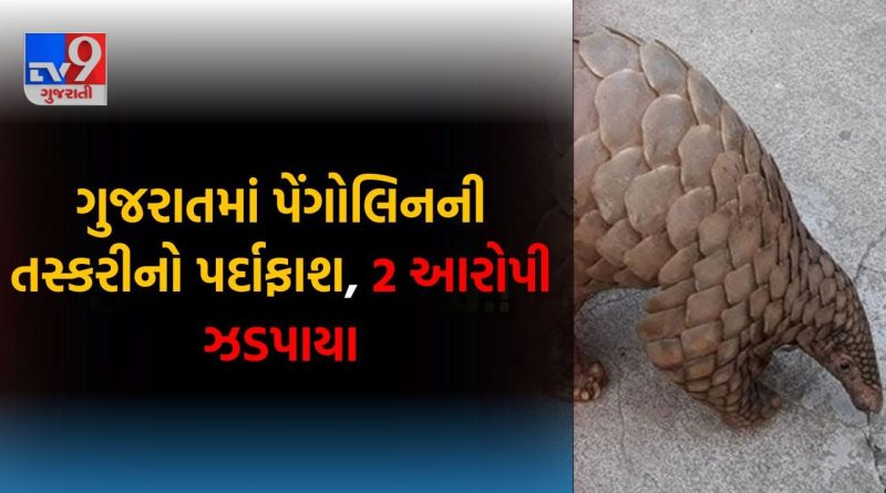 ગુજરાતમાં 22 કરોડ રૂપિયાની તસ્કરીનો પર્દાફાશ! પોલીસે ગેરકાયદે વેચાણ અટકાવ્યું, 2 આરોપી ઝડપાયા – જુઓ Video