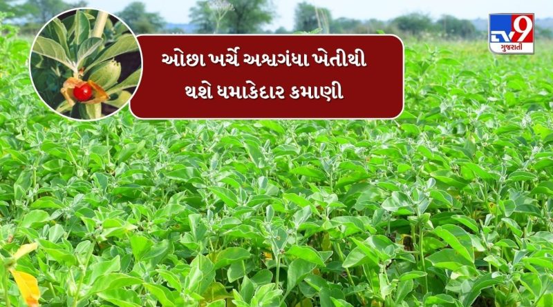 ખેતરમાં ઓછા ખર્ચે કરો અશ્વગંધાનું વાવેતર, જોરદાર થશે કમાણી