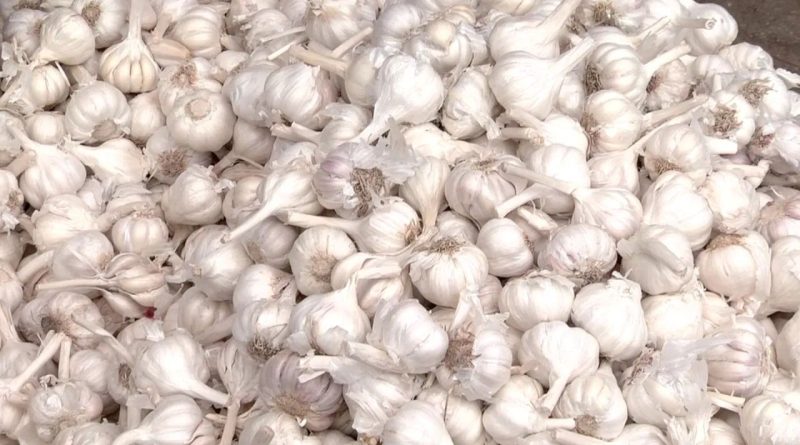 હવે ડૉક્ટર પાસે નહીં જવું પડે! લસણ ખાવાના ફાયદા તો જુઓ, શરીર અંદરથી મજબૂત બનશે અને ઘણી બીમારીઓથી રાહત મળશે