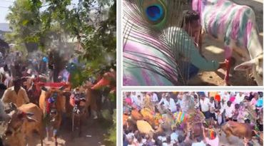 દાહોદ જિલ્લાનો અનોખો ‘ગાય ગોહરી’ ઉત્સવ: જ્યાં ખેડૂતો પશુધનના ટોળા નીચે દંડવત પ્રણામ કરીને પ્રાયશ્ચિત કરે છે