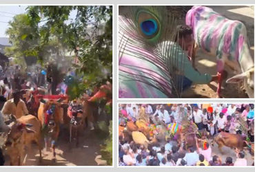 દાહોદ જિલ્લાનો અનોખો ‘ગાય ગોહરી’ ઉત્સવ: જ્યાં ખેડૂતો પશુધનના ટોળા નીચે દંડવત પ્રણામ કરીને પ્રાયશ્ચિત કરે છે