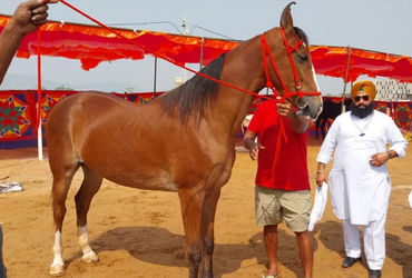 પુષ્કર પશુ મેળામાં નગીના નામની ઘોડીનો દબદબો, 1 કરોડ રૂપિયાની કિંમત, ખોરાક જાણીને ચોંકી જશો