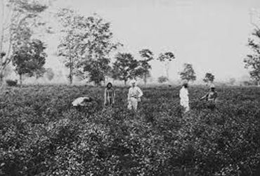 મુળીના ગોદાવરી ગામમાં તસ્કરોના ત્રાસથી ખેડૂતો પરેશાન મુળીના ગોદાવરી ગામમાં તસ્કરોના ત્રાસથી ખેડૂતો પરેશાન