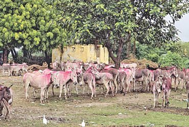 વૌઠાના પરંપરાગત મેળામાં કમોસમી વરસાદનું વિઘ્ન, વેપારીઓ નિરાશ