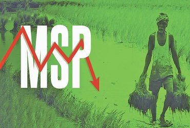 વિવિધ કઠોળ, તેલીબિયાંના ભાવ MSP કરતા 8 થી 30 % ટકા નીચા