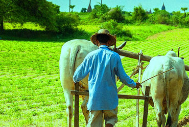ખાનગી વ્યક્તિને પાસવર્ડ-આઇડી આપી દઇને  MSP ના રજિસ્ટ્રેશન માટે ખેડૂતો પાસે રૃપિયા પડાવી લેવાય છે