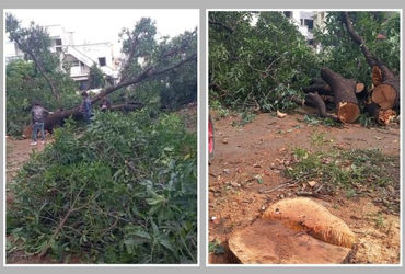 ગાંધીનગરને હરિયાળું રાખવાની ફક્ત વાતો: વર્ષો જૂનો આંબો નડતરરૂપ ન હોવા છતાં કાપી નંખાતા તંત્ર સામે રોષ