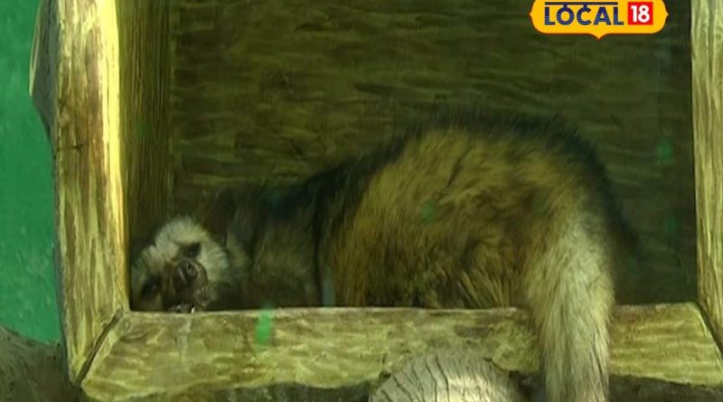 દિવાળીના તહેવારમાં પ્રદ્યુમન પાર્ક ઝૂમાં રેકોર્ડ તોડ ભીડ, 60 હજાર સહેલાણીઓની મુલાકાત દિવાળીના તહેવારમાં પ્રદ્યુમન પાર્ક ઝૂમાં રેકોર્ડ તોડ ભીડ, 60 હજાર સહેલાણીઓની મુલાકાત