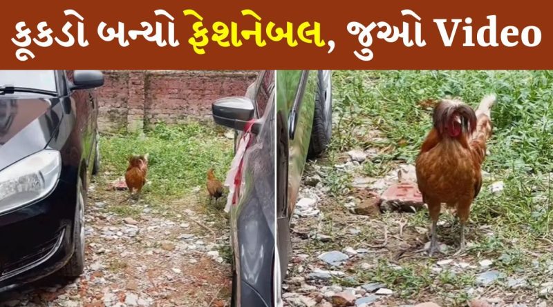 કૂકડાની હેરસ્ટાઇલ જોઈને લોકોને યાદ આવી ‘તેરે નામ’, લોકો આ Viral Videoની લઈ રહ્યા છે મજા