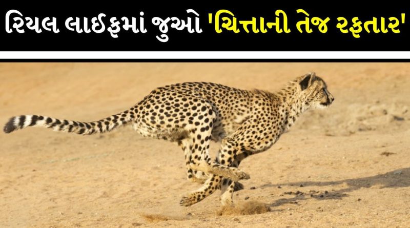 3 સેકન્ડમાં 60 ની Speed… ચિત્તાની સ્પીડ સામે શિકાર હારી ગયો, Video કરશે આશ્ચર્યચકિત