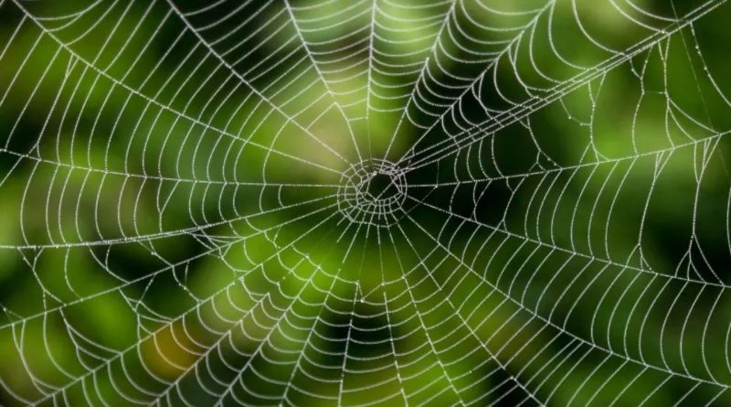 ઘરમાં કરોળિયાનું જાળુ બનવું શુભ કે અશુભ? જાણો વાસ્તુ શું કહે છે