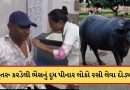 વિચિત્ર ઘટના ! હડકાયું કૂતરુ કરડેલી ભેંસનું દૂધ પીનાર 35 લોકો રસી લેવા દોડ્યા, જુઓ-Video