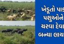 ધોરાજીમાં માવઠાએ સંપૂર્ણ પાક ધોઈ નાખતા ખેડૂતોએ બગડી ગયેલા પાકમાં પશુઓને ચરવા છોડી દીધા- Video