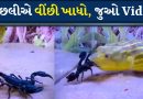 Shocking Video: ઝેરી વીંછીને જીવતો ખાય ગઈ માછલી, તડપાવી-તડપાવીને મારી નાખ્યો, જુઓ Video