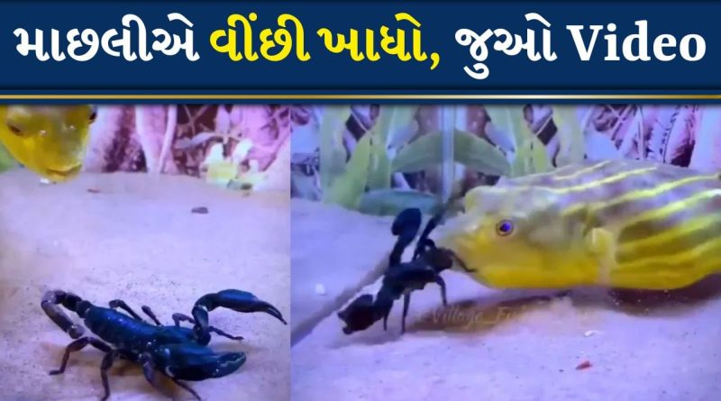 Shocking Video: ઝેરી વીંછીને જીવતો ખાય ગઈ માછલી, તડપાવી-તડપાવીને મારી નાખ્યો, જુઓ Video