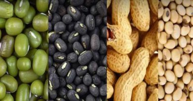 ગુજરાતમાં આજથી ટેકાના ભાવે મગફળી, મગ, અડદ અને સોયાબીનની કરાશે ખરીદી