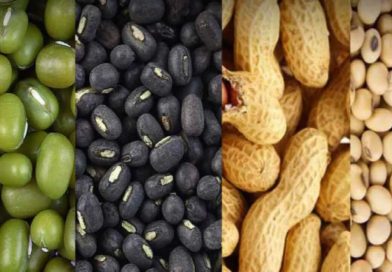 ગુજરાતમાં આજથી ટેકાના ભાવે મગફળી, મગ, અડદ અને સોયાબીનની કરાશે ખરીદી