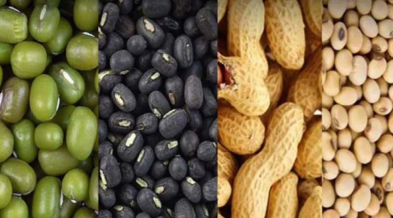 ગુજરાતમાં આજથી ટેકાના ભાવે મગફળી, મગ, અડદ અને સોયાબીનની કરાશે ખરીદી