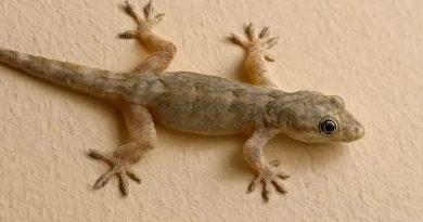 Lizard Farming : સાંભળીને નવાઈ લાગશે, આ જગ્યાએ થાય છે ગરોળીની ખેતી 