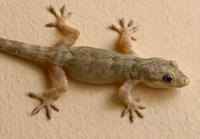 Lizard Farming : સાંભળીને નવાઈ લાગશે, આ જગ્યાએ થાય છે ગરોળીની ખેતી 