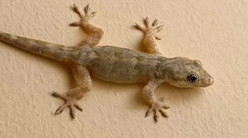 Lizard Farming : સાંભળીને નવાઈ લાગશે, આ જગ્યાએ થાય છે ગરોળીની ખેતી 